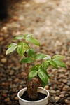 Praxe v energetice money tree, plant, bonsai, small, green, white, leaves, branches, container, pebbles, cutting, propagation, nature, pachira, aquatica, outdoor, garden
